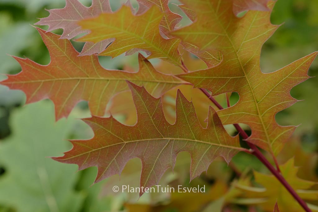 Quercus texana ‘New Madrid’