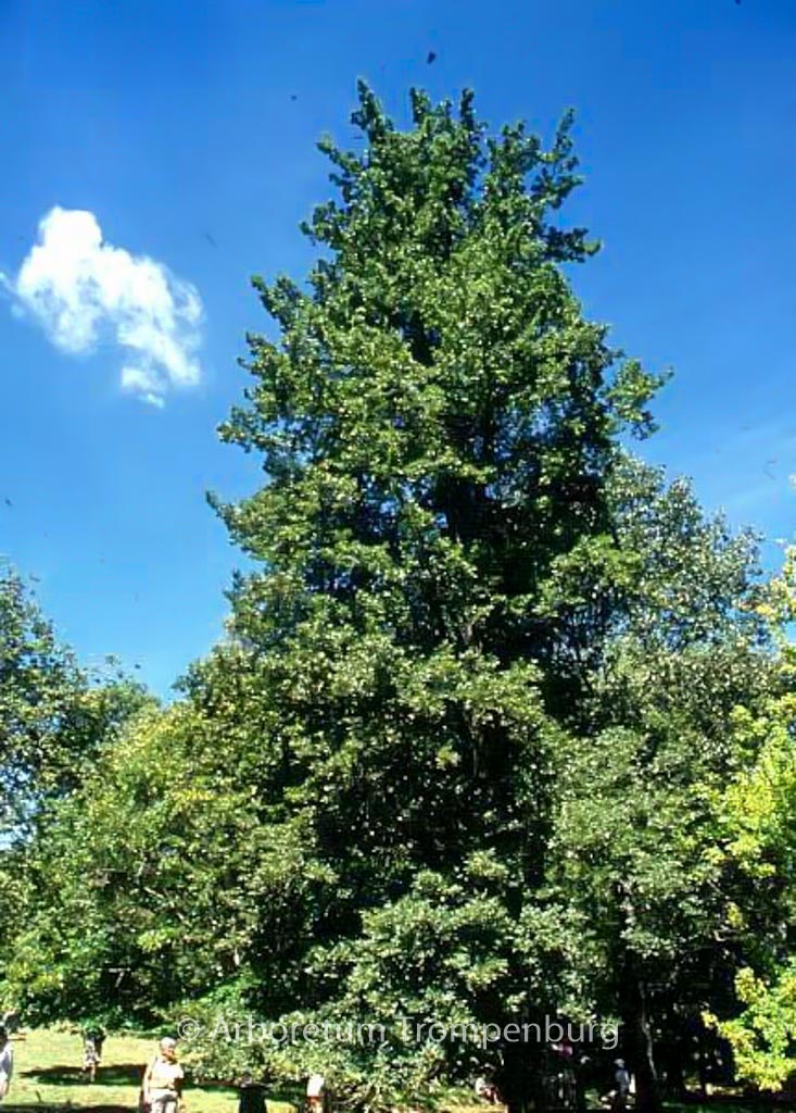 Quercus trojana