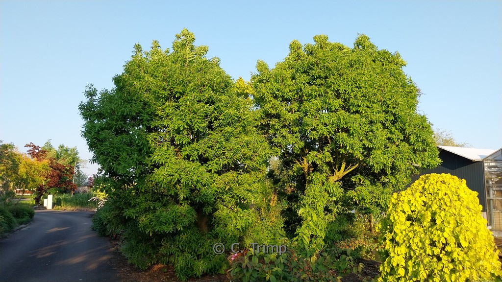 Quercus turneri ‘Pseudoturneri’