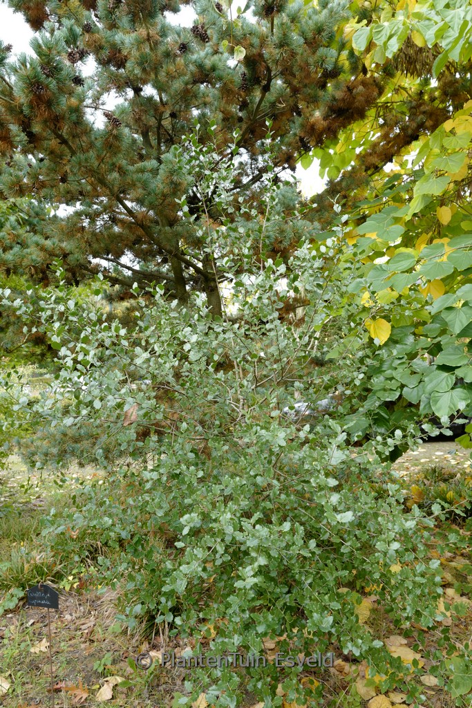 Quillaia saponaria
