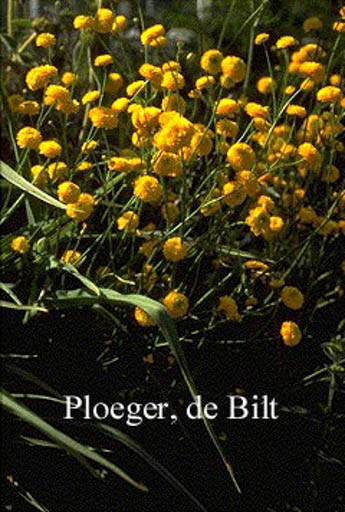 Ranunculus acris ‘Multiplex’