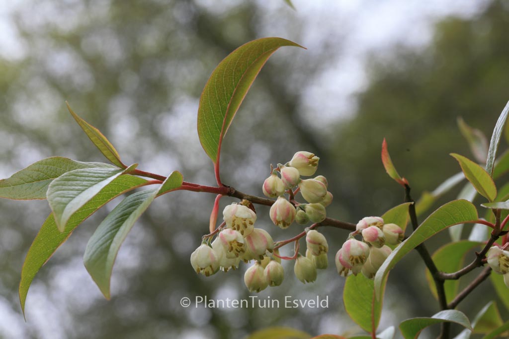 Rehderodendron macrocarpum