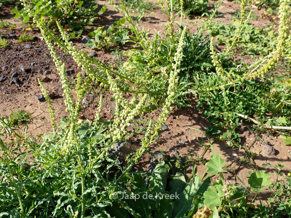 Reseda luteola