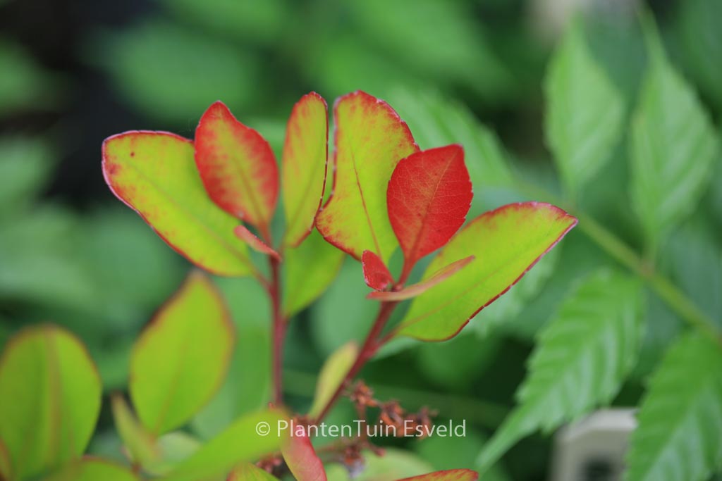 Rhaphiolepis delacourii ‘Coates’s Crimson’