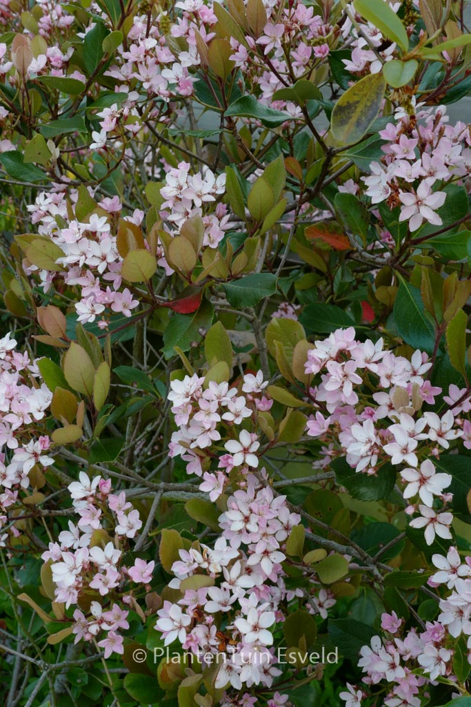 Rhaphiolepis delacourii ‘Kerdalo’