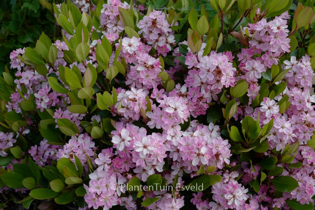 Rhaphiolepis indica ‘Pink Cloud’