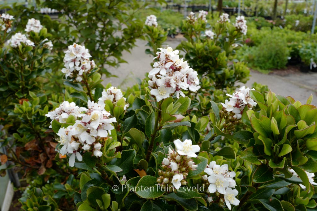 Rhaphiolepis umbellata ‘Minor’