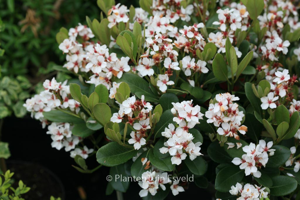 Rhaphiolepis umbellata var. ovata