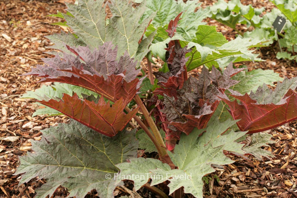 Rheum palmatum tanguticum