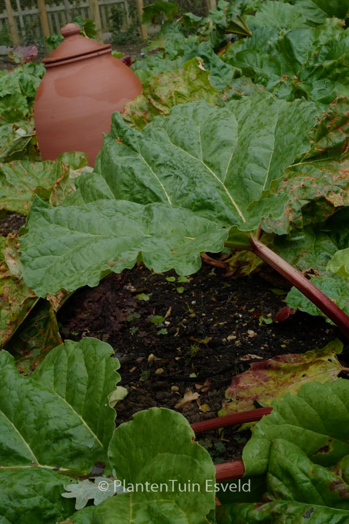 Rheum rhabarbarum ‘Red Champagne’