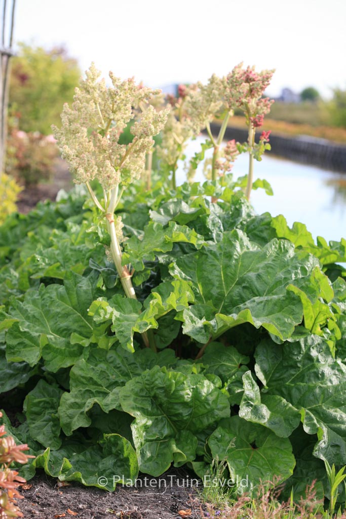 Rheum rhabarbarum