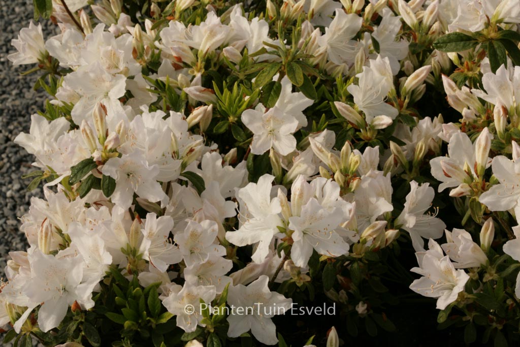 Rhododendron ‘Adonis’ (Azalea)