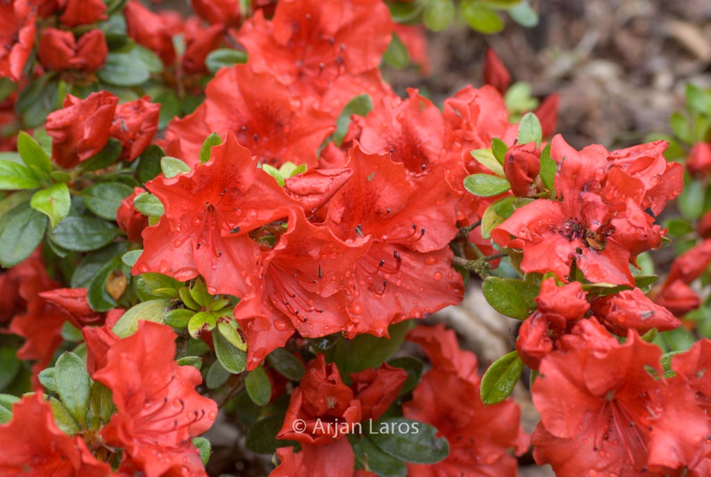 Rhododendron ‘Ageeth’ (Azalea)
