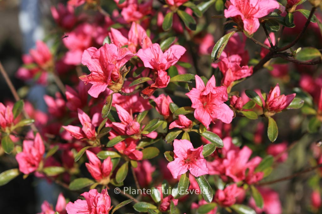 Rhododendron ‘Aladdin’ (Azalea)