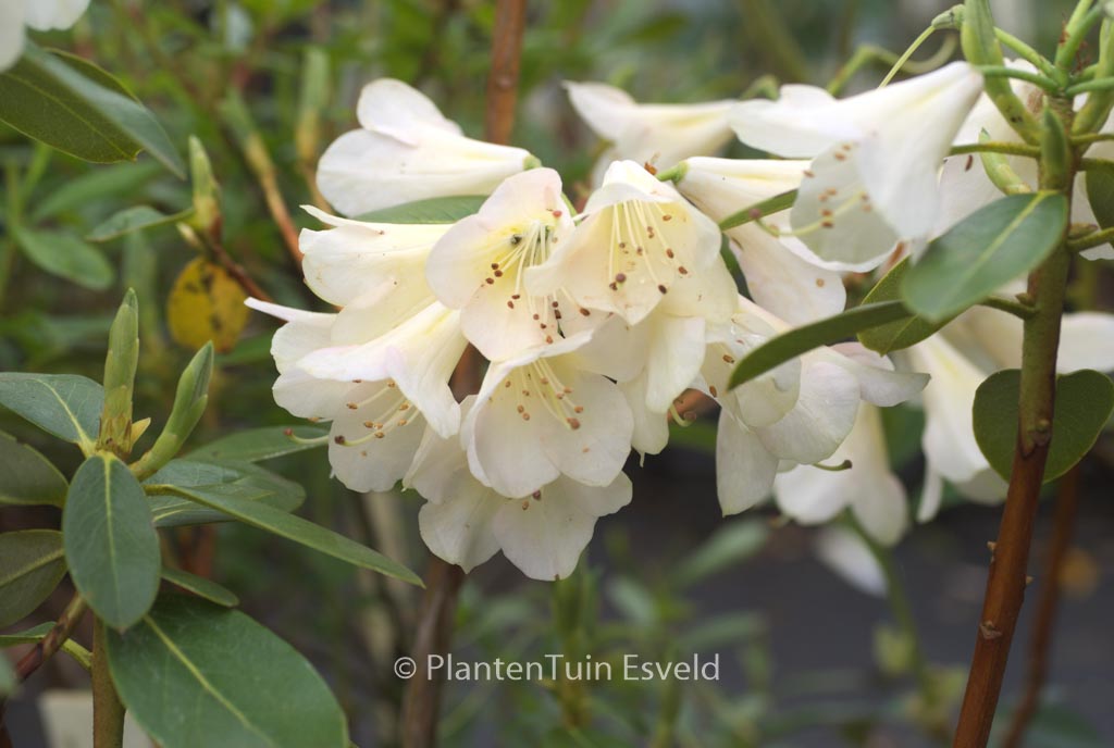 Rhododendron ‘Alison Johnstone’