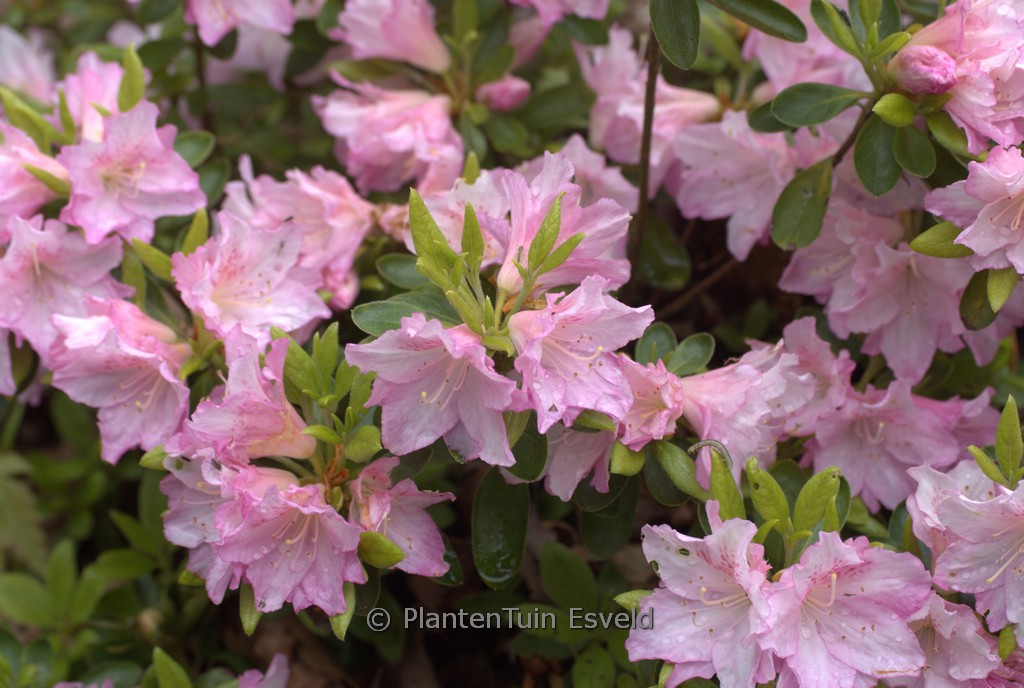 Rhododendron ‘Al’s Picotee’ (Azalea)