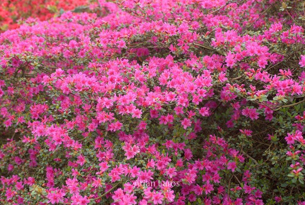 Rhododendron ‘Amoenum’ (Azalea)