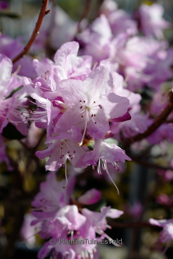 Rhododendron ‘Anna Baldsiefen’