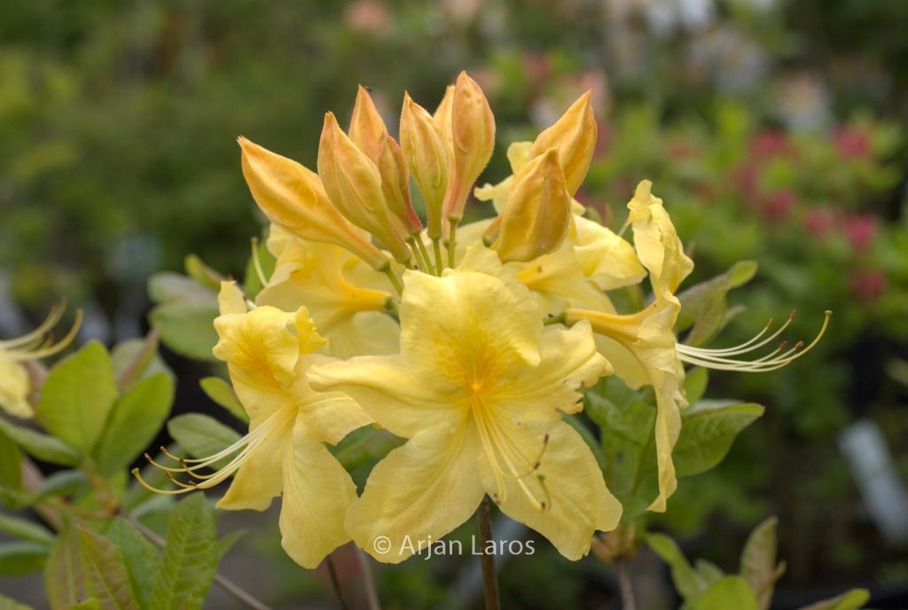 Rhododendron ‘Anneke’ (Azalea)