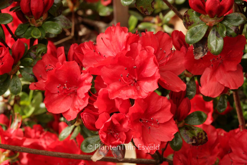 Rhododendron ‘Ardeur’ (Azalea)