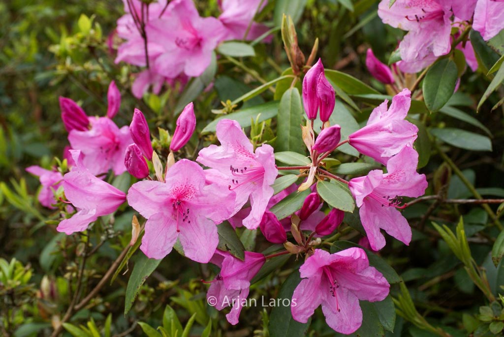 Rhododendron ‘Azaleoides’