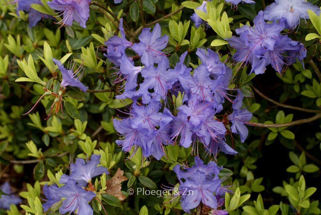 Rhododendron ‘Azurika’