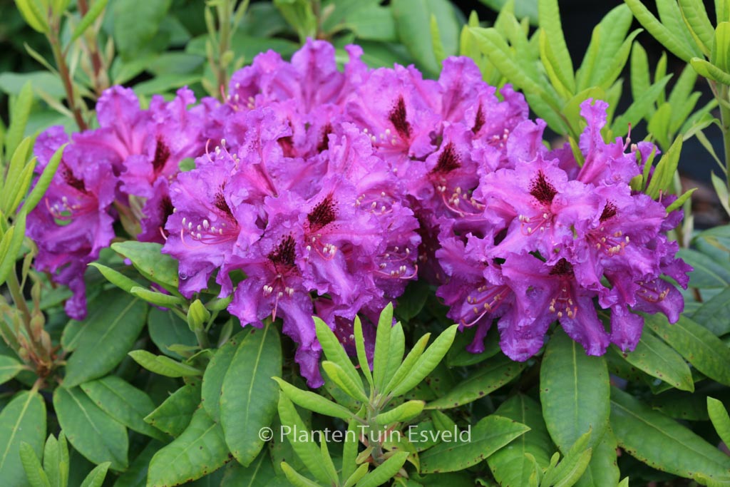 Rhododendron ‘Azurro’