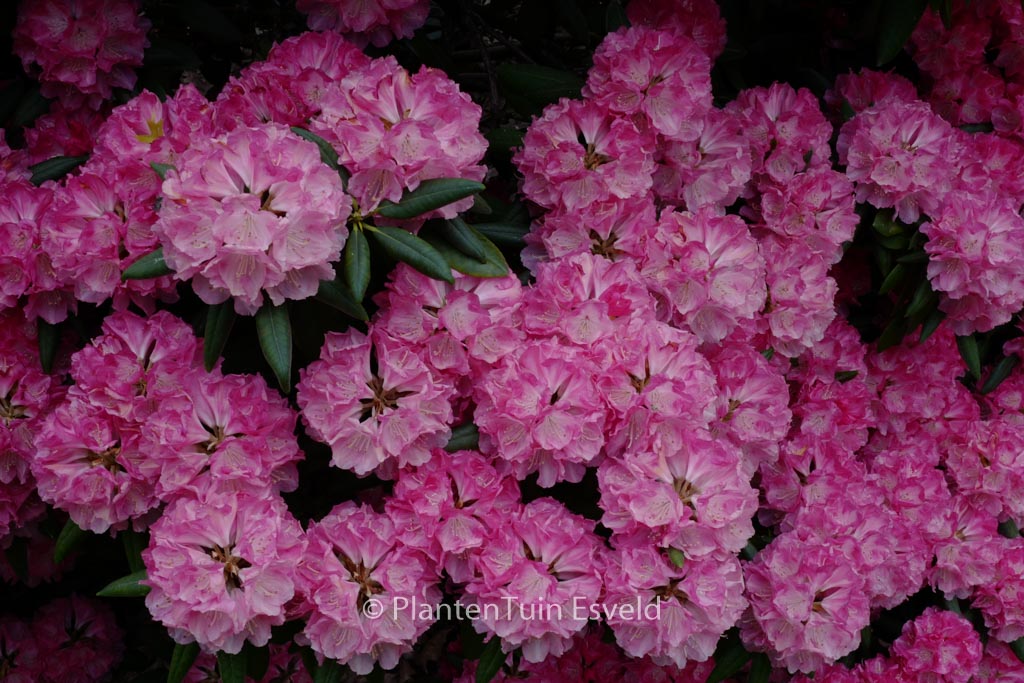 Rhododendron ‘Barmstedt’