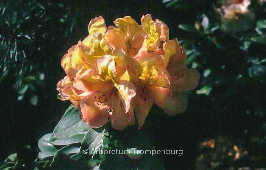 Rhododendron ‘Belkanto’