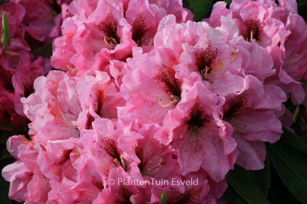 Rhododendron ‘Ben Moseley’