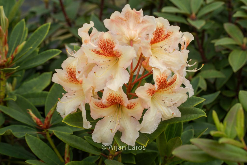 Rhododendron ‘Bernstein’