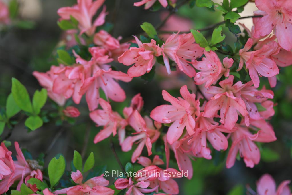 Rhododendron ‘Blaauw’s Pink’ (Azalea)