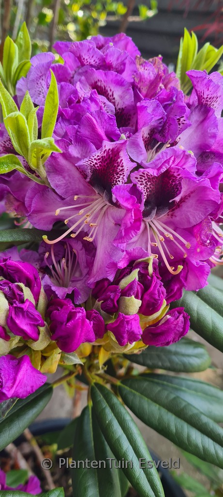 Rhododendron ‘Blaue Jungs’