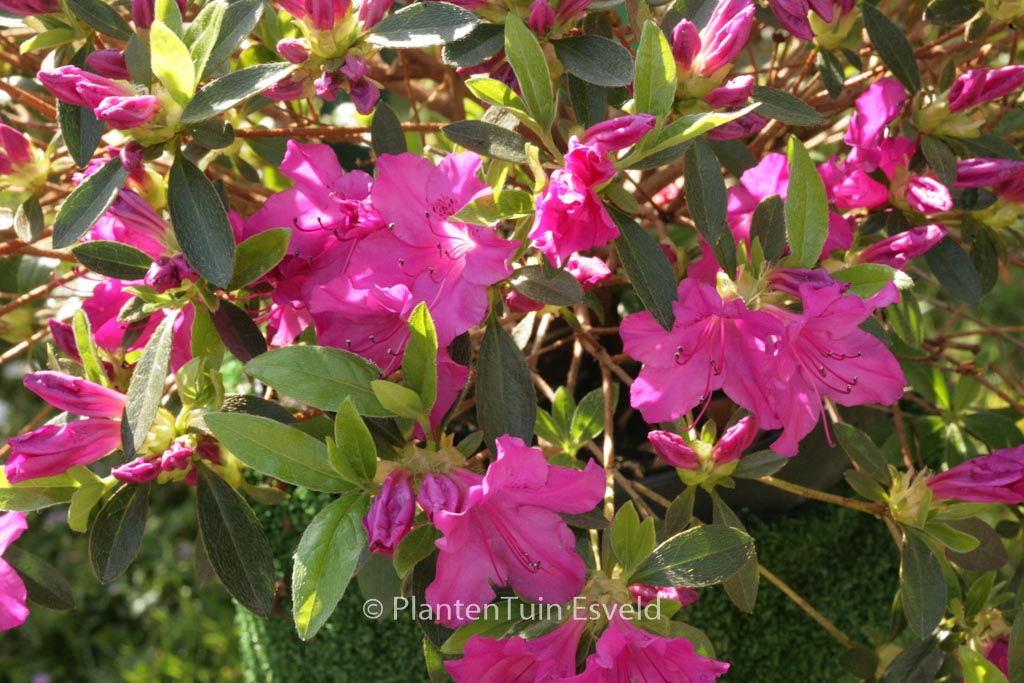 Rhododendron ‘Blue Danube’ (Azalea)