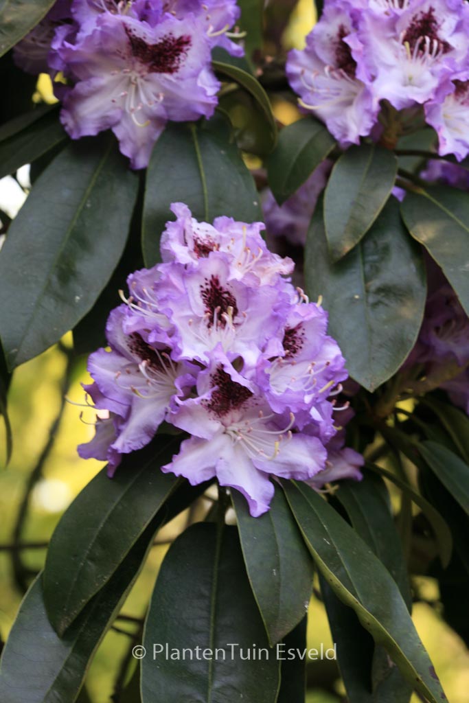 Rhododendron ‘Blue Peter’