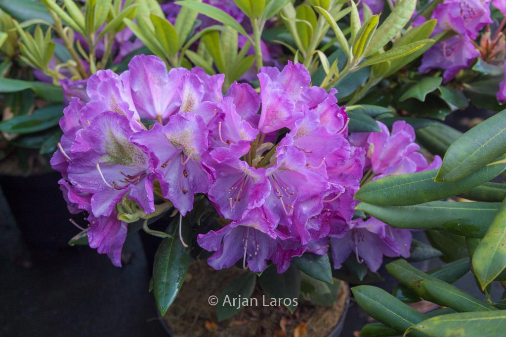Rhododendron ‘Bohlken’s Lupinenberg’
