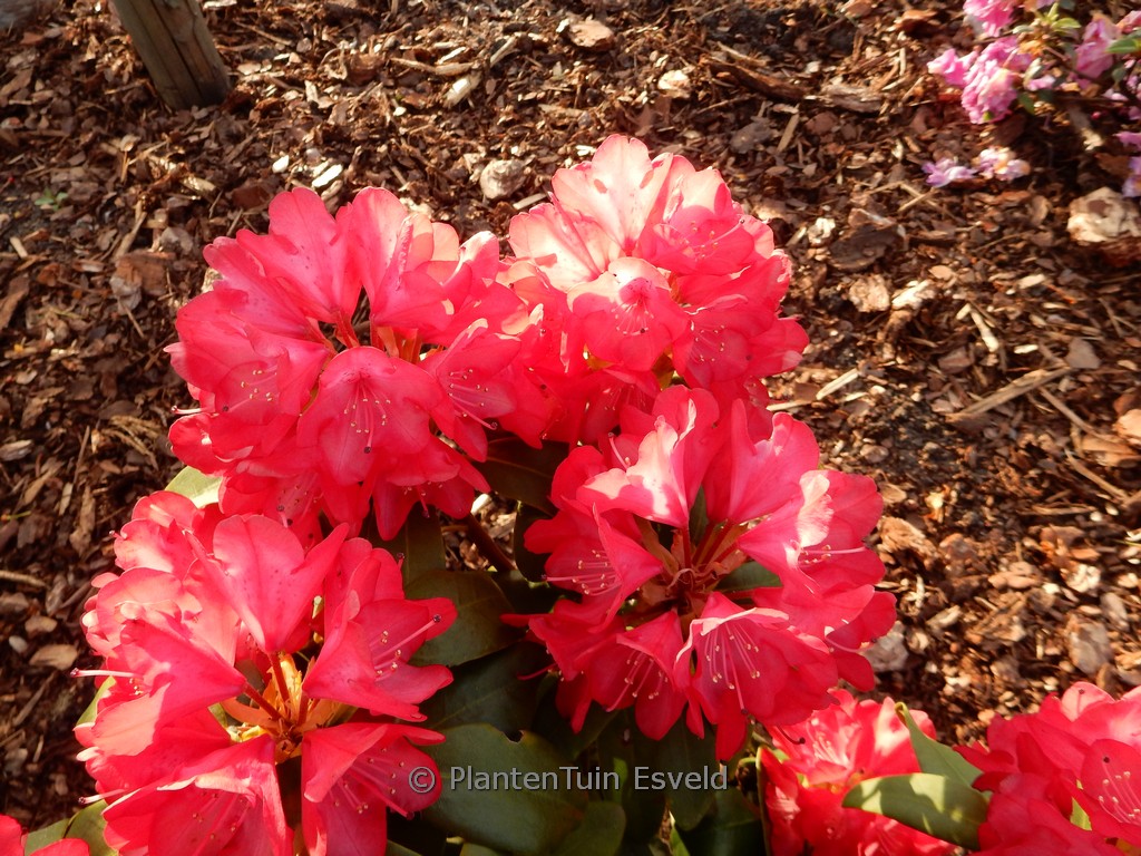 Rhododendron ‘Bohlken’s Roter Stern’