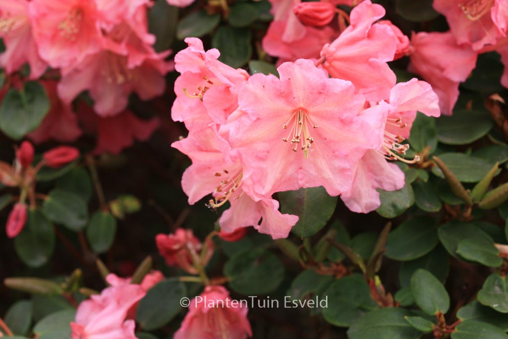 Rhododendron ‘Brickdust’