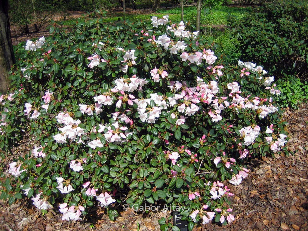 Rhododendron ‘Brocade’