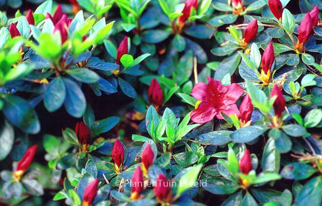 Rhododendron ‘Buccaneer’ (Azalea)