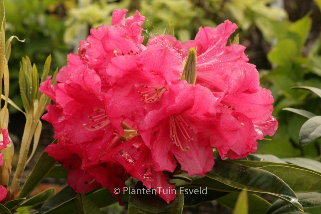 Rhododendron ‘C.B. van Nes’