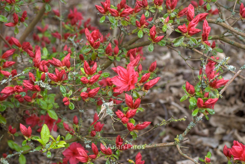 Rhododendron ‘Campfire’ (Azalea)
