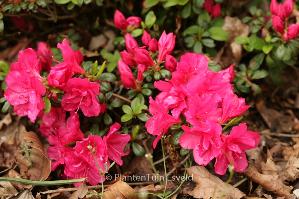 Rhododendron ‘Canzonetta’ (Azalea)