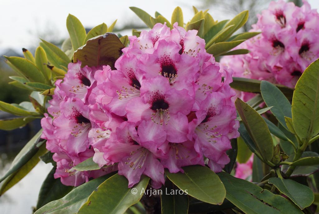 Rhododendron ‘Caramba’