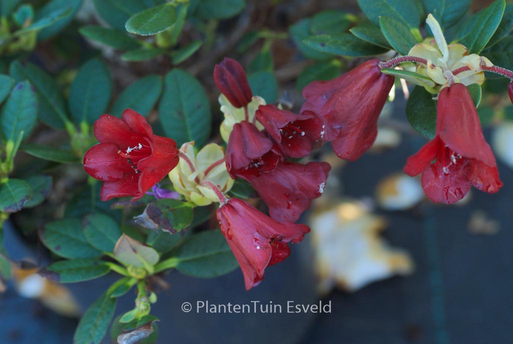 Rhododendron ‘Carmen’