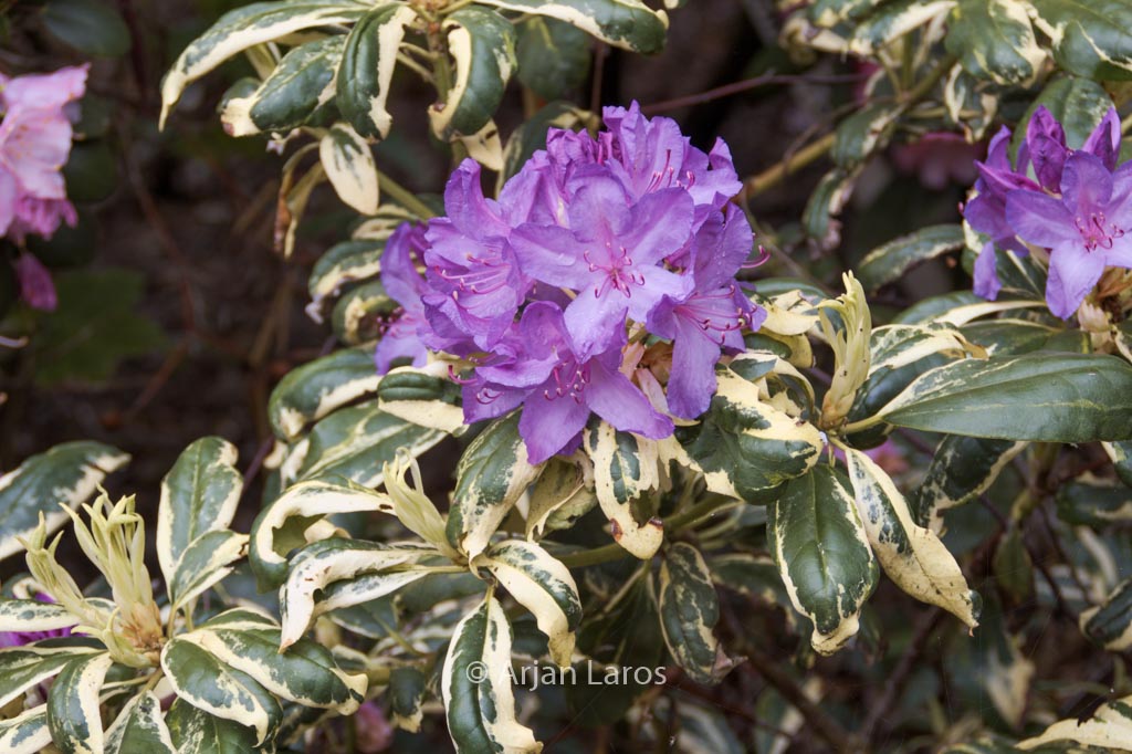 Rhododendron ‘Carolina Spring’