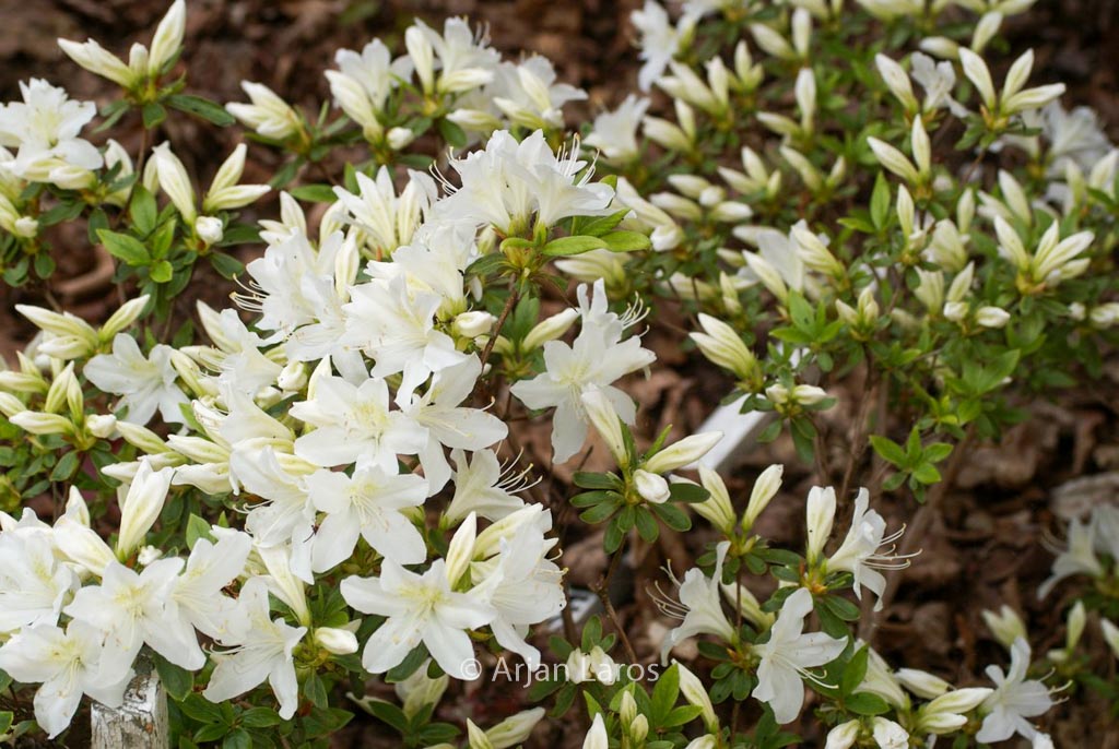Rhododendron ‘Cascade’ (Azalea)