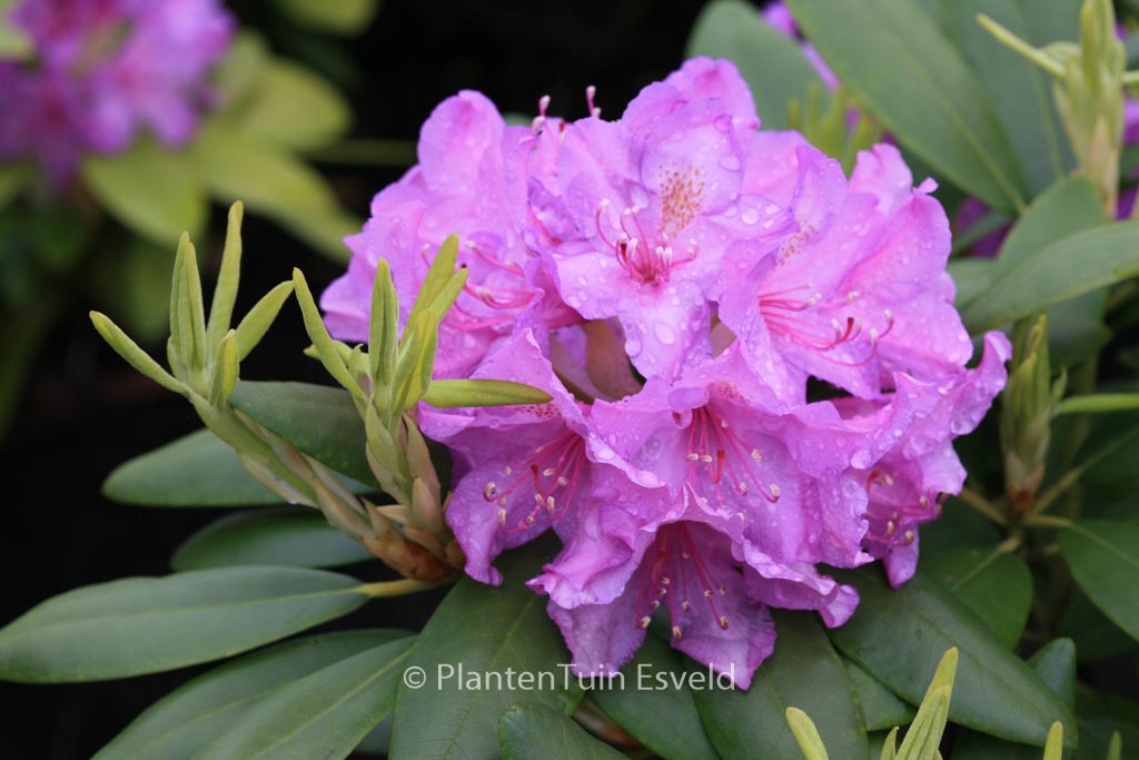 Rhododendron ‘Catawbiense Grandiflorum’