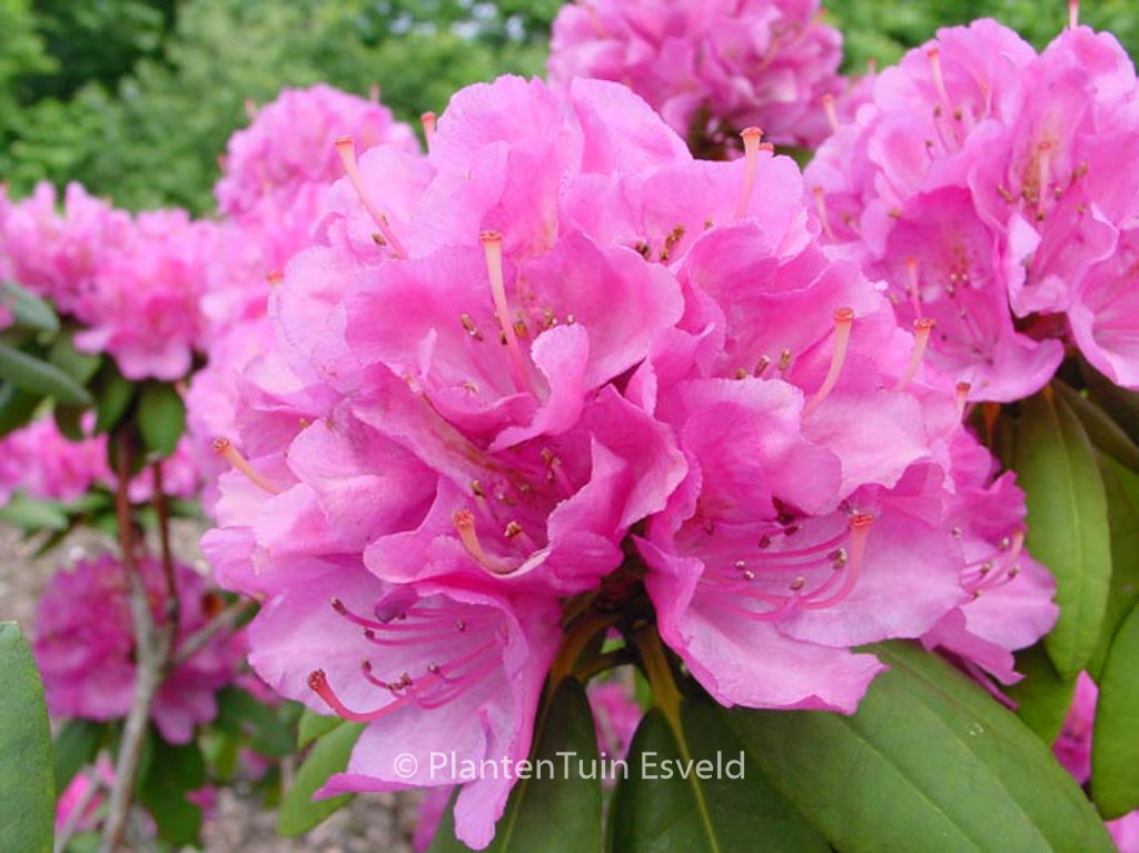 Rhododendron ‘Catharine van Tol’