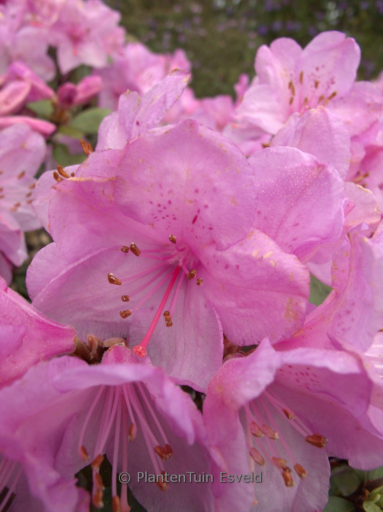 Rhododendron ‘Charme La’